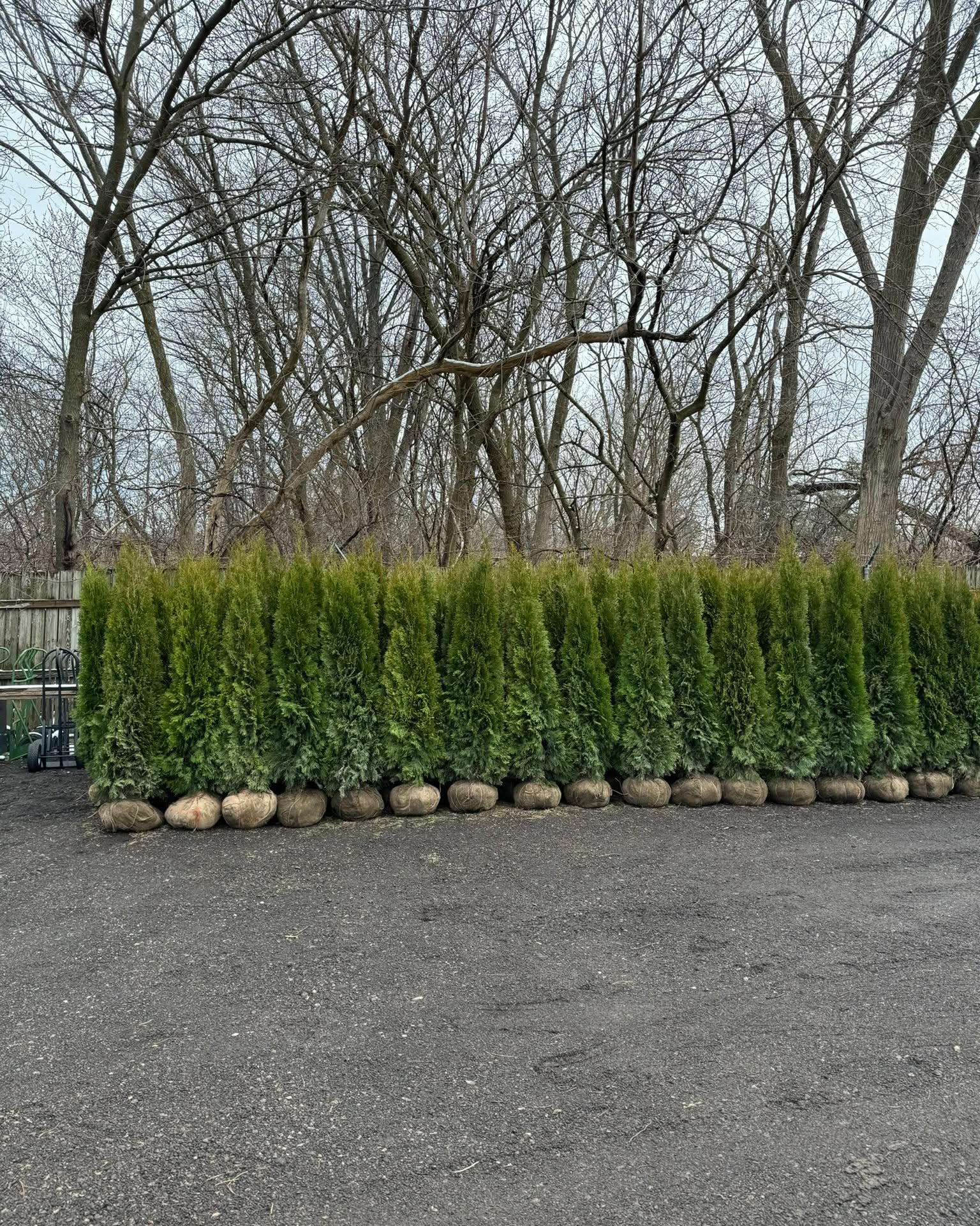 Arthur Miekina Facebook ad: Locally Grown Emerald Green Arborvitaes, Reserve for…