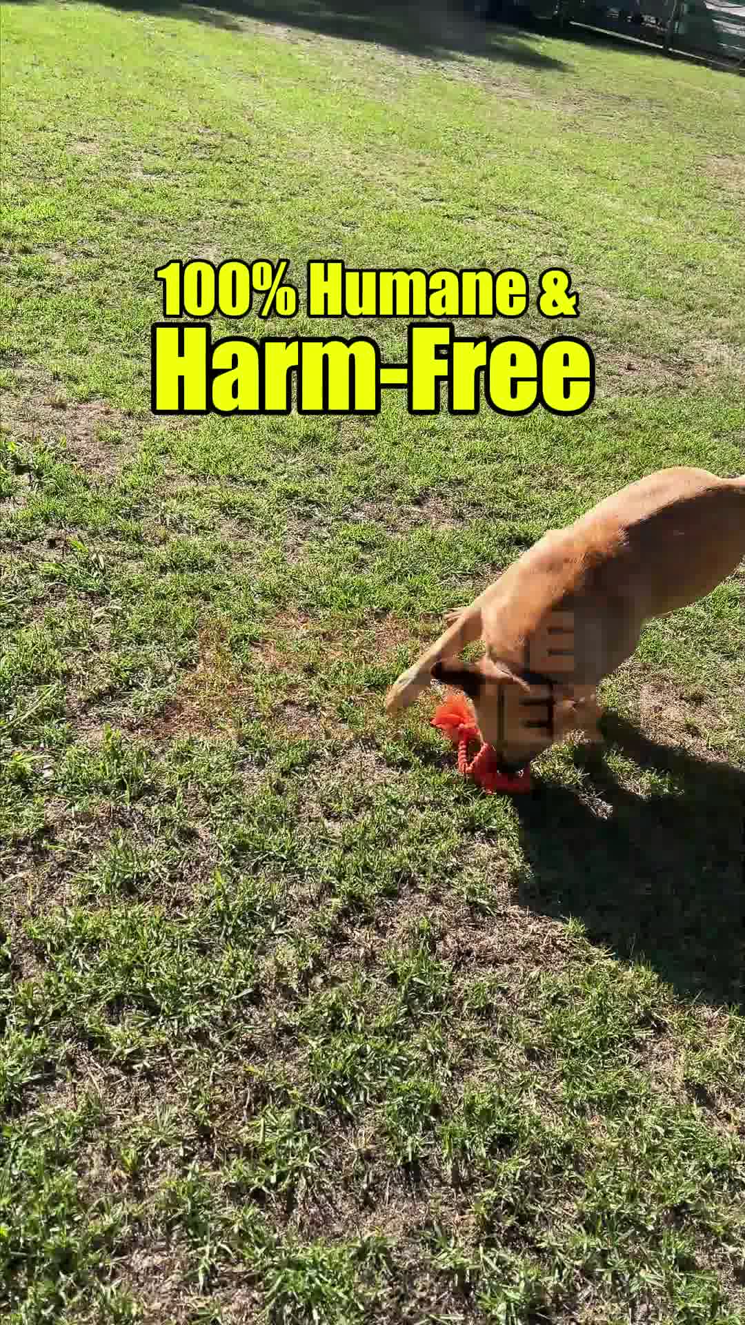 Canine Corner Australia Facebook ad: Automatic Bark Control Solution