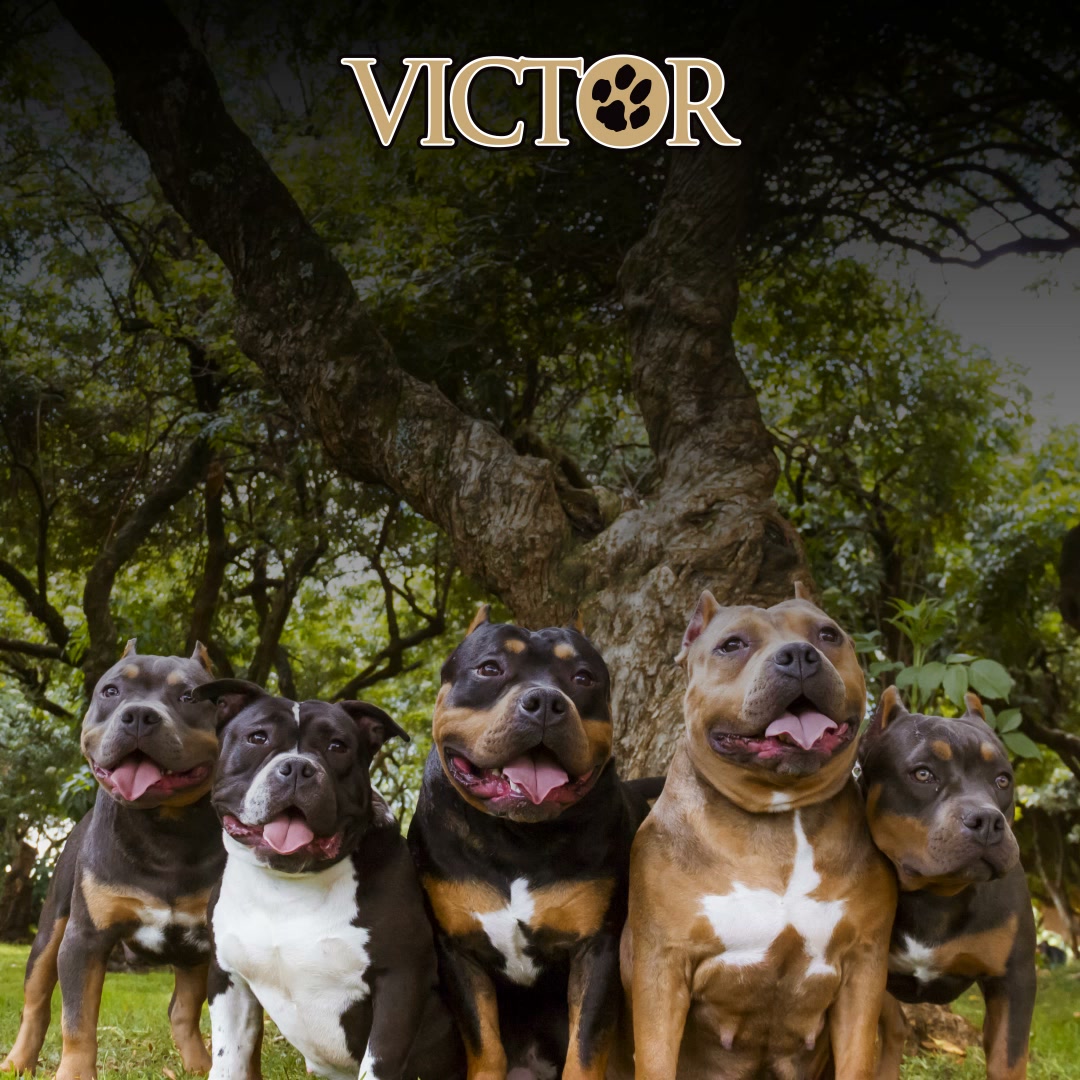 VICTOR Super Premium Pet Food Facebook ad: Built for Bullies