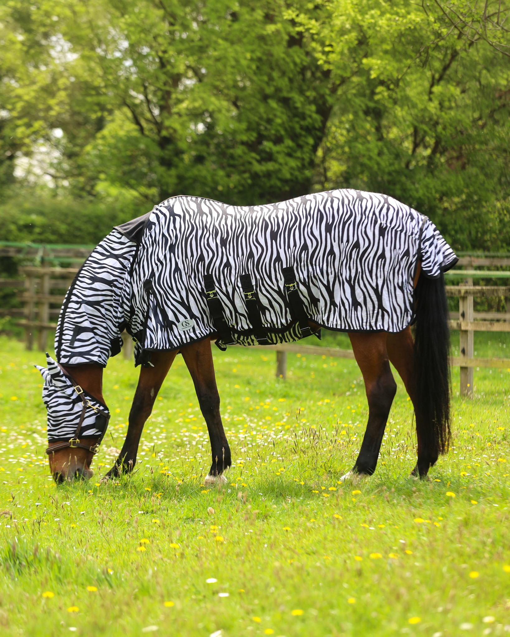 GS Equestrian & Country Facebook ad: Discover GS Equestrian & Country, your destination for…