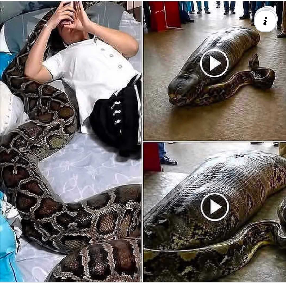 Kemenangan Terbesar Hari ini Facebook ad: 4 tahun di kasih makan, dan akhirnya tuan…