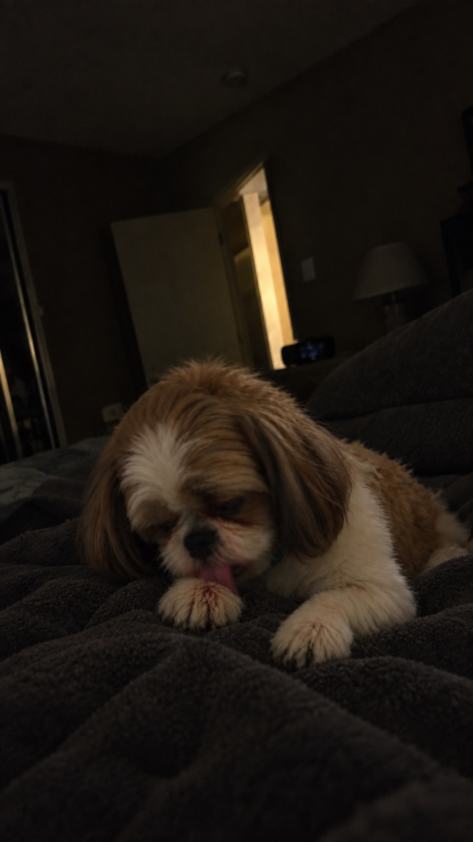 Snehal - Tiny Bark Nutrition Facebook ad: Read This Before You Pay Another Vet Bill