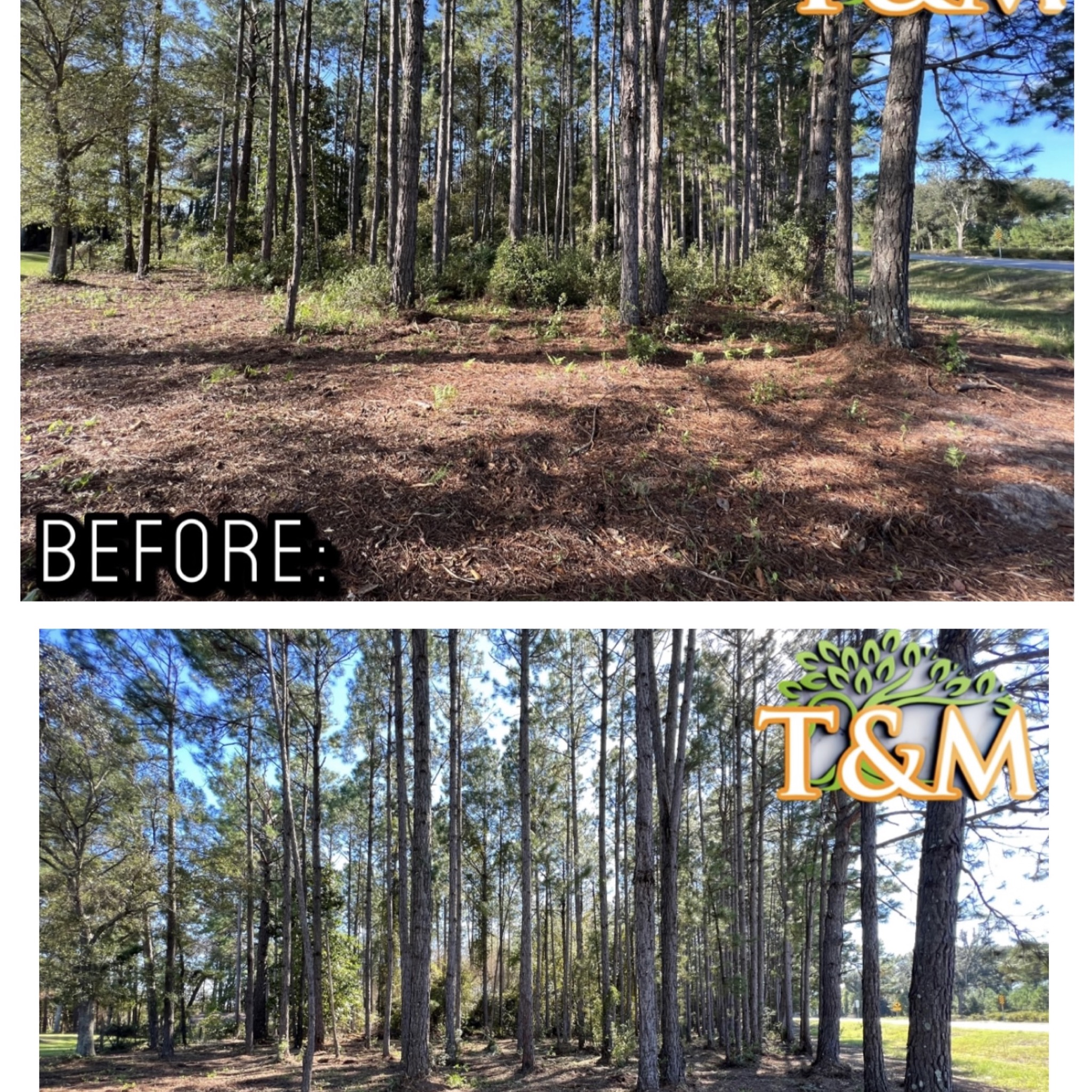 T & M Land and Brush Management LLC Facebook ad: Check out this transformation!