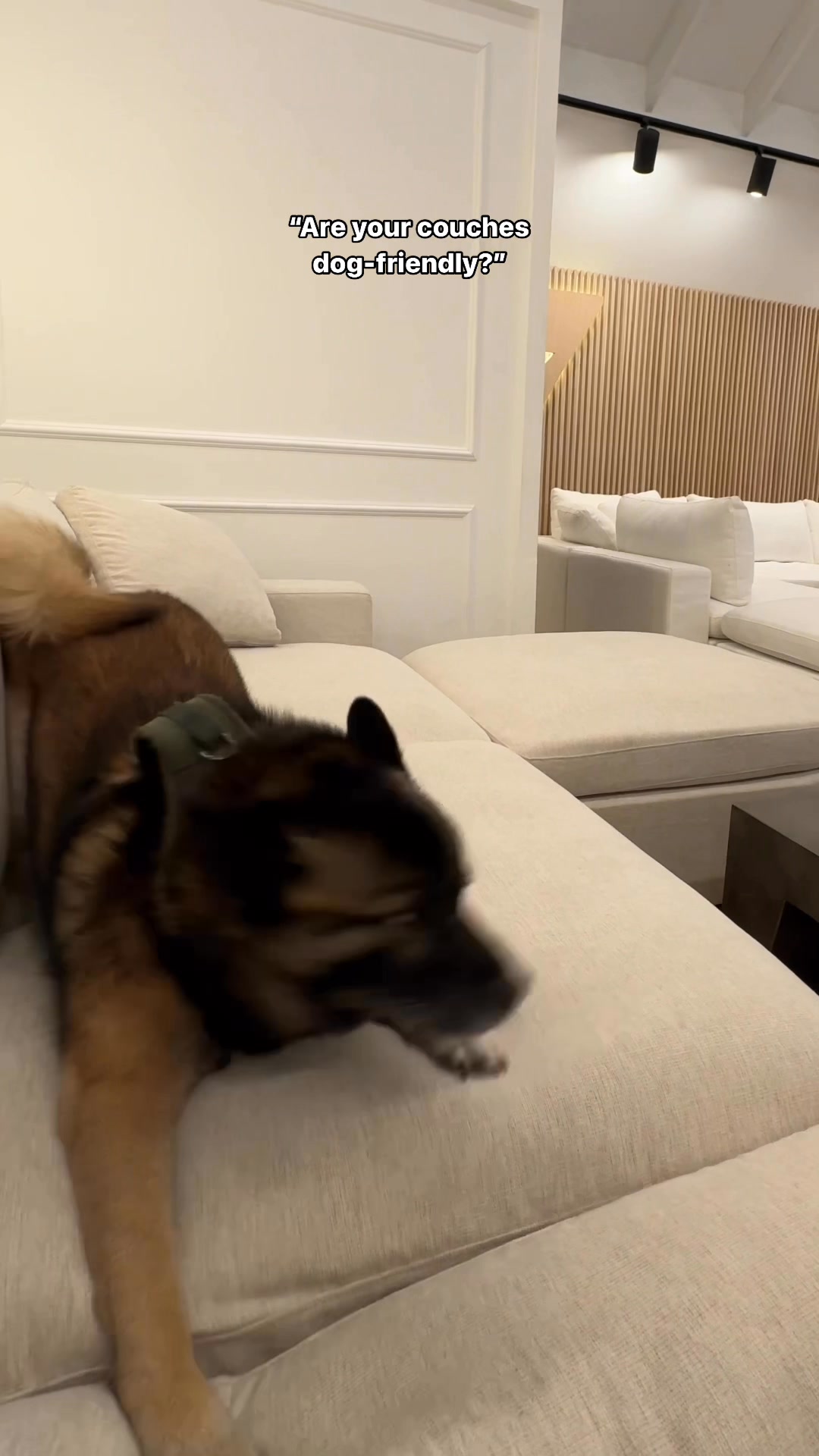 7th Avenue Facebook ad: The Best Pet-Friendly Sofas