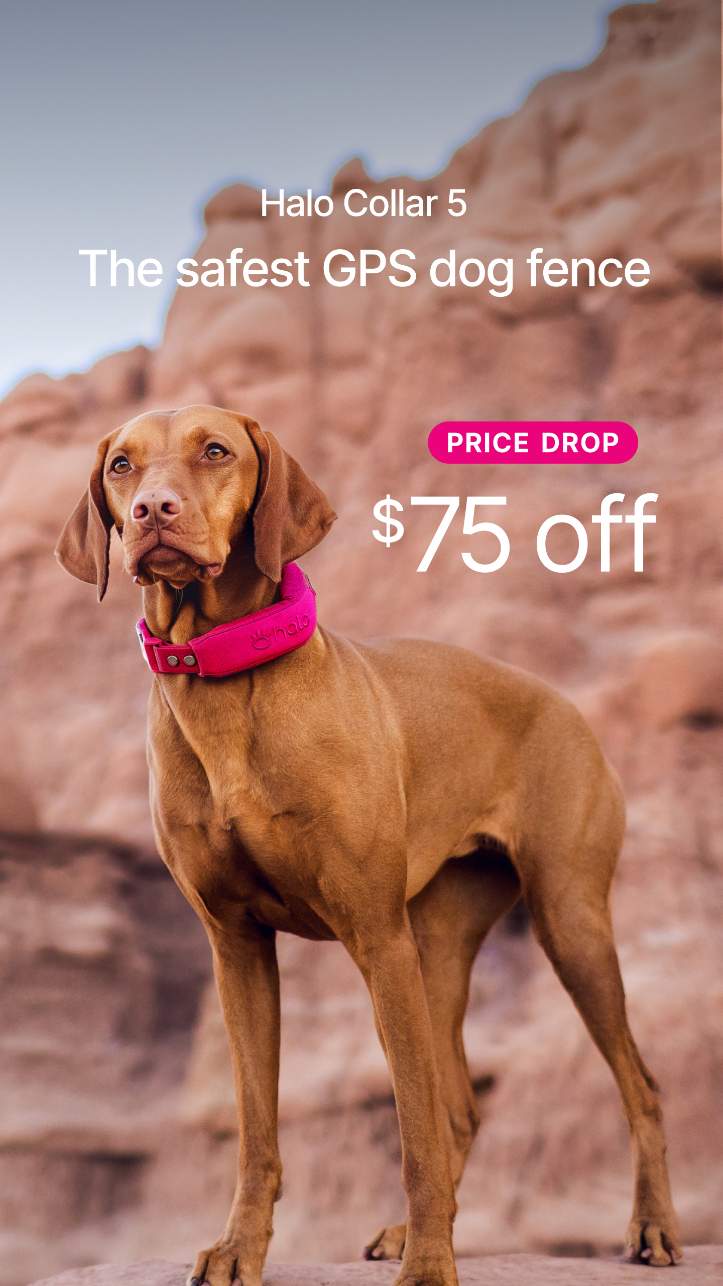 Halo Collar Facebook ad