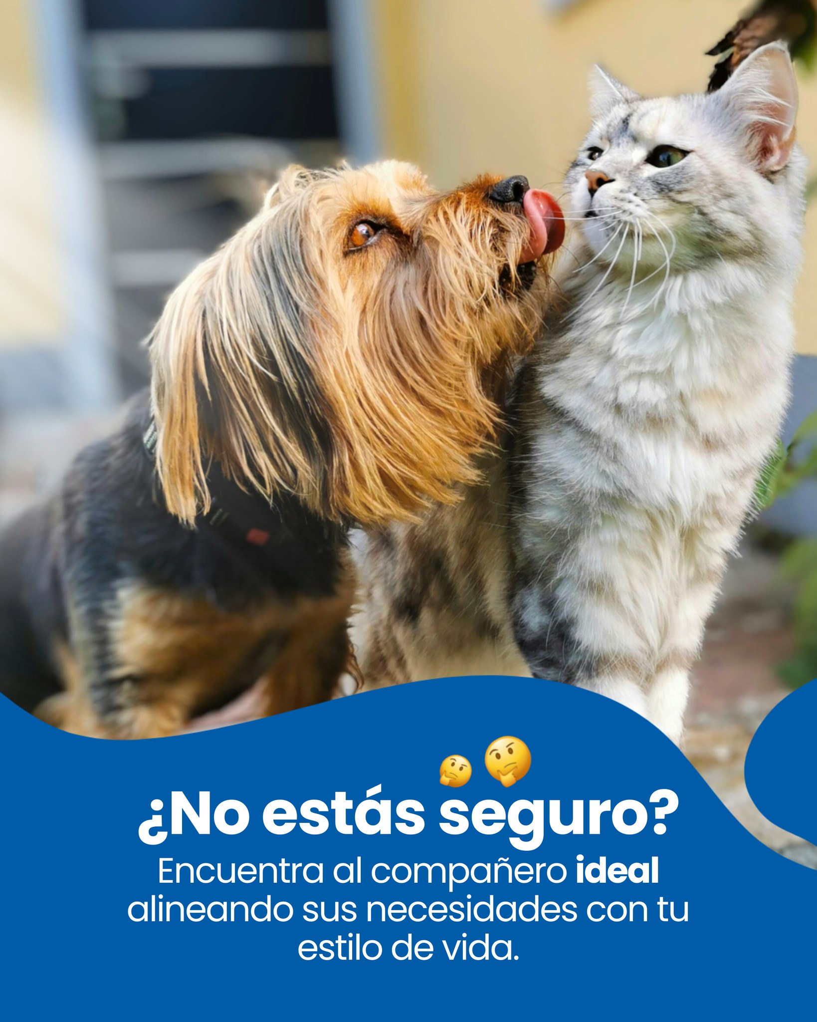 Farmina Colombia Facebook ad: Elegir a la adecuada significa encontrar un compañero…