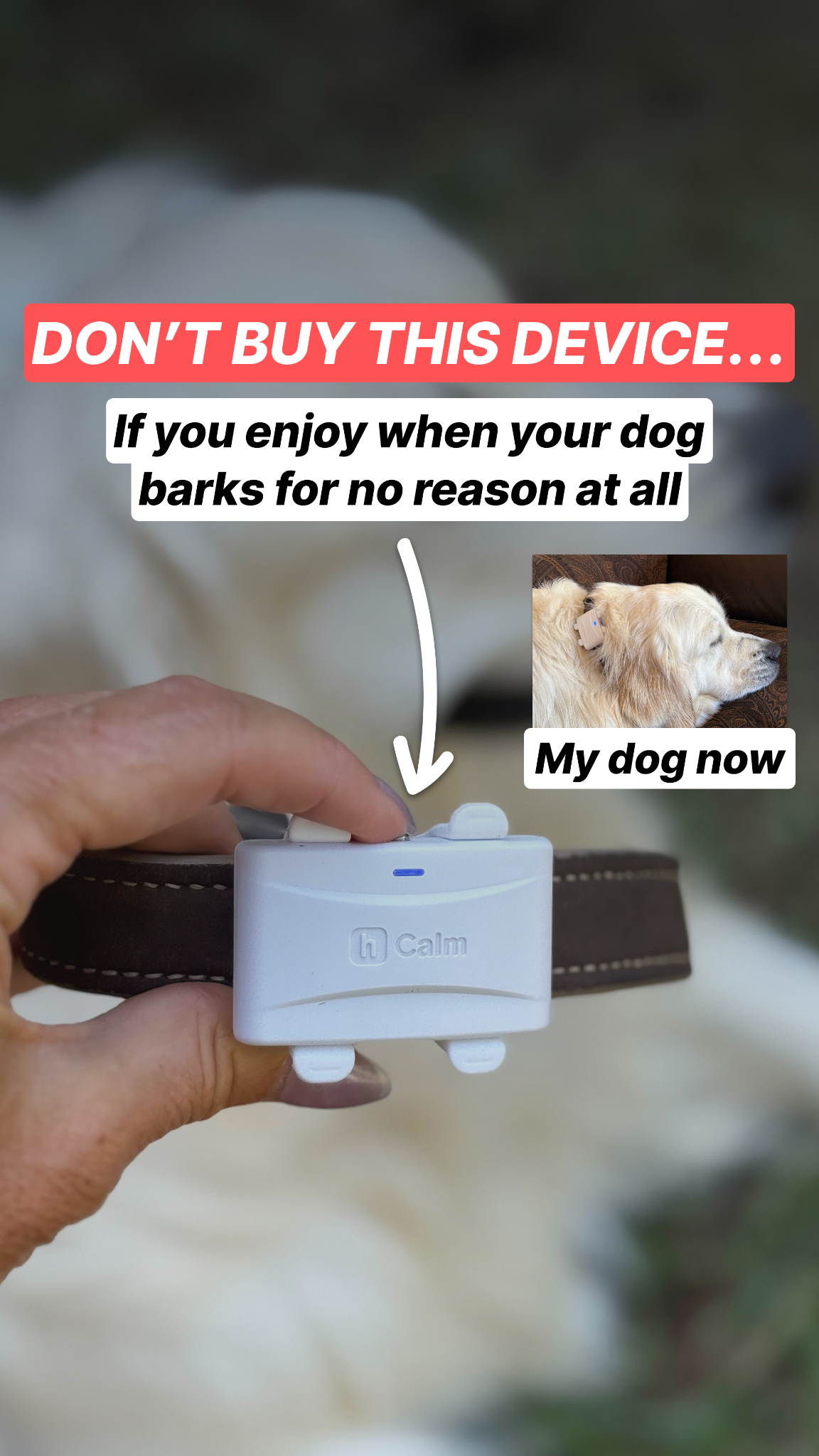 Helio Pet Facebook ad