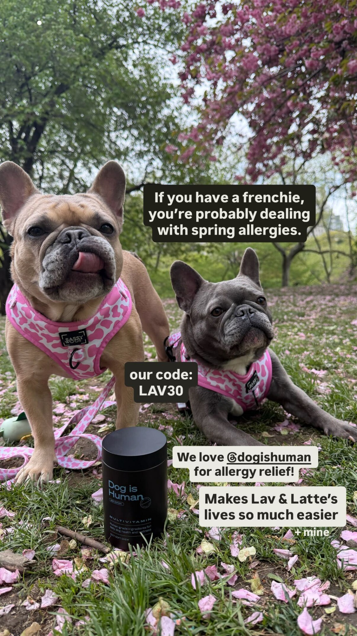 lavenderandlatte Facebook ad