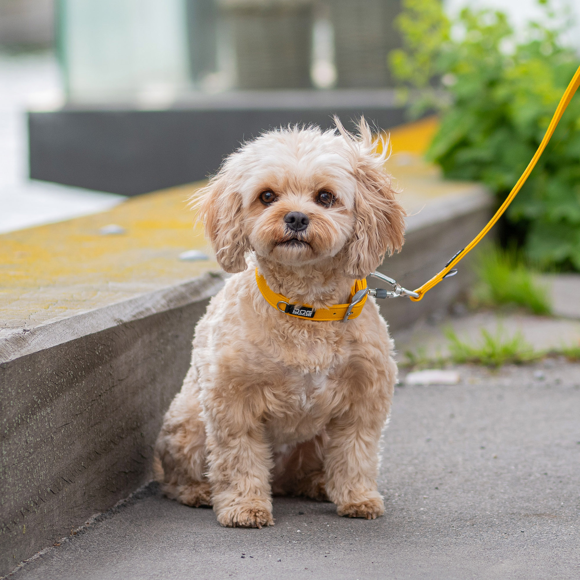 DOG Copenhagen Facebook ad