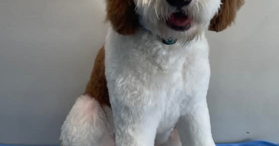 Bad To The Bone Dog Grooming Facebook ad: Dog grooming service right in the beautiful old…