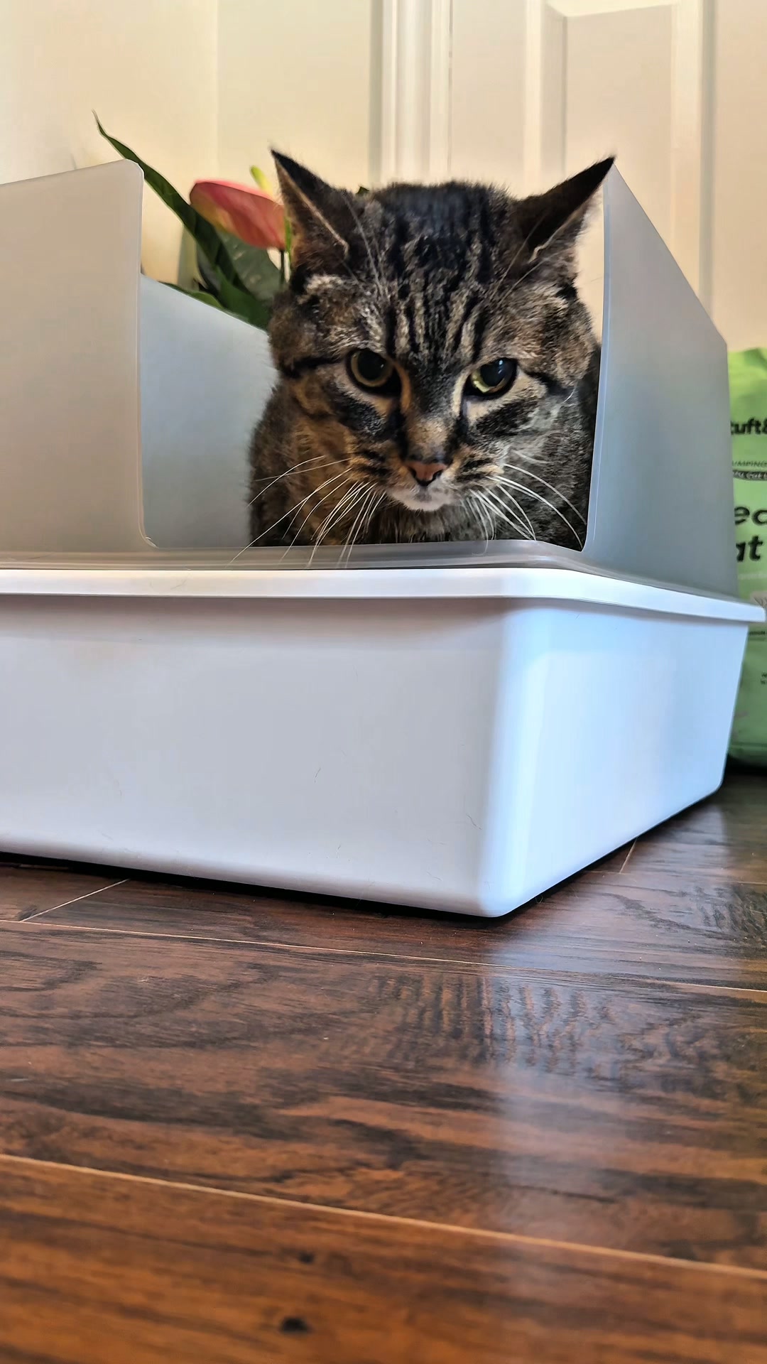 Tuft & Paw Facebook ad: Cat parents, take note.