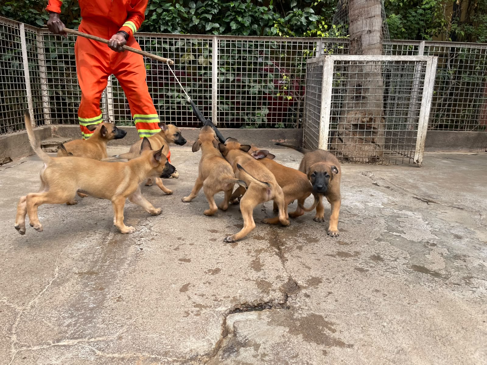 Canil DogAngolandia Facebook ad: Cachorros da raça CÃO DE PASTOR BELGA MALINOIS…