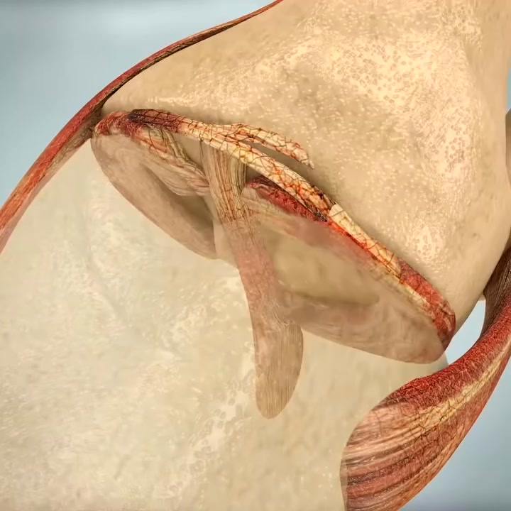 Physiomed -Vancouver Facebook ad: $49 Knee Pain Treatment, Exam + X-Rays + First Treatment