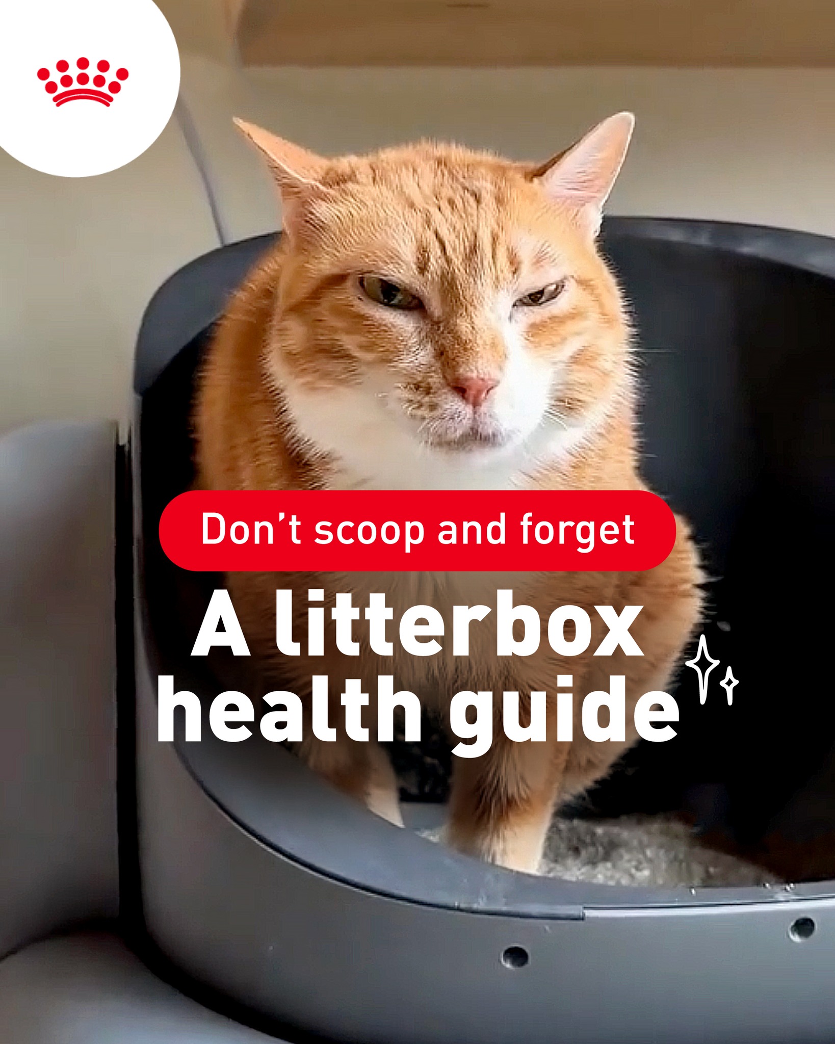 Royal Canin Singapore Facebook ad: Most people clean the litter box… and move…