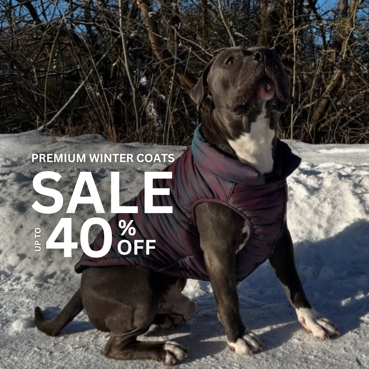 Spark Paws Facebook ad