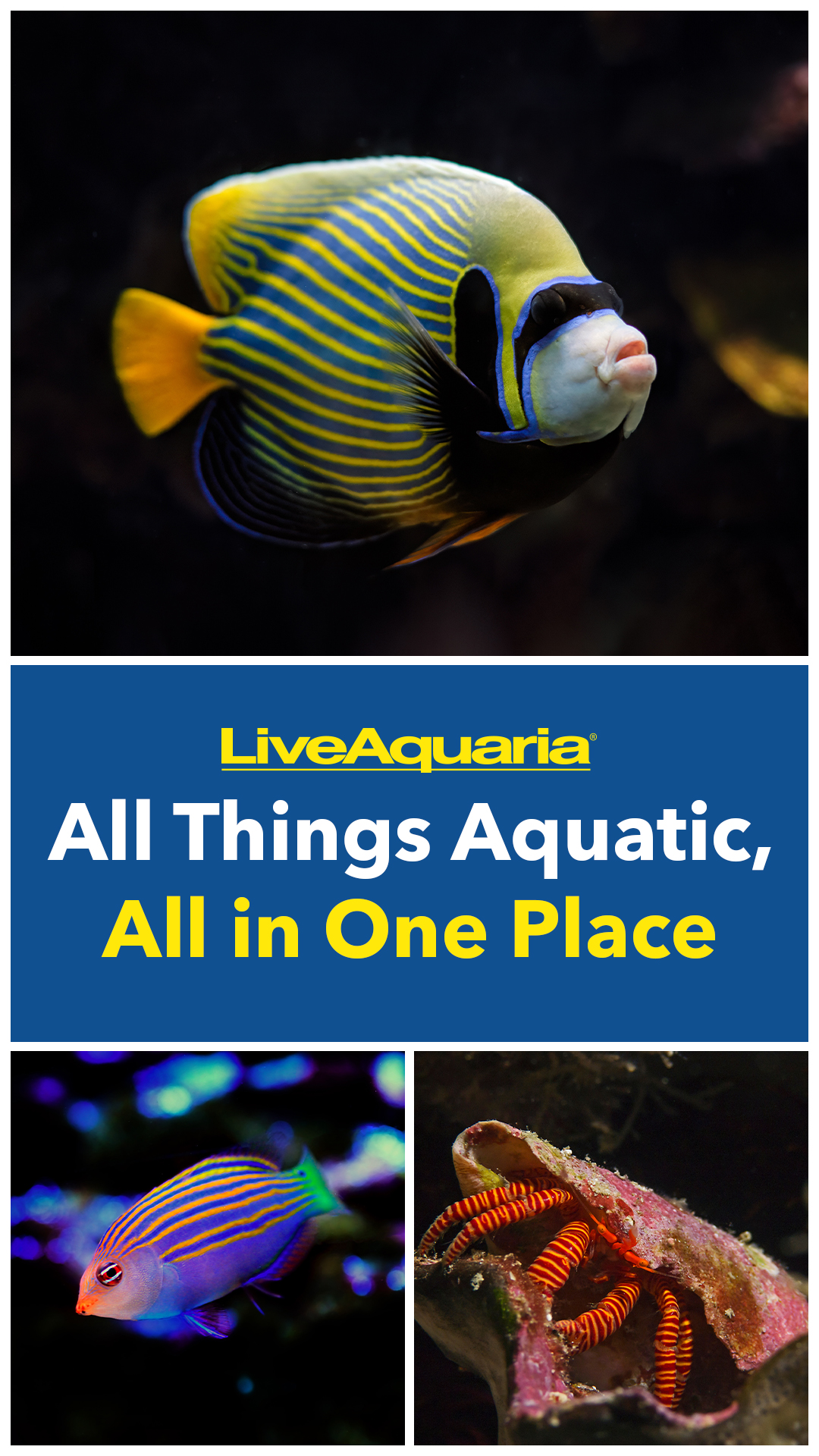 LiveAquaria.com Facebook ad