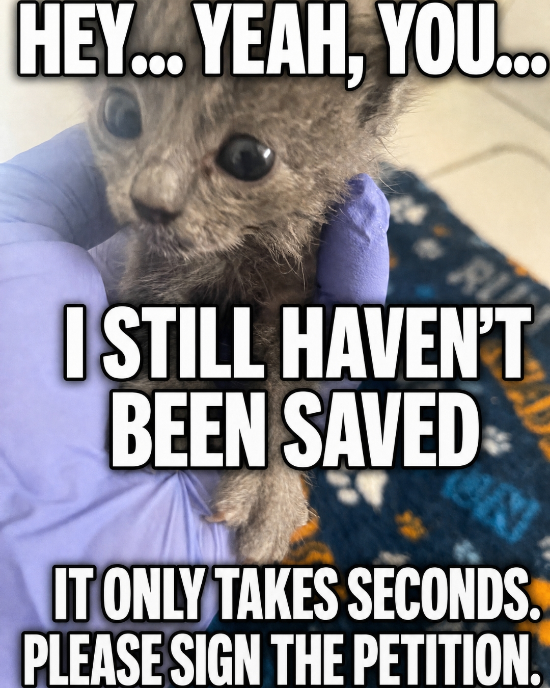 iHeartCats.com Facebook ad