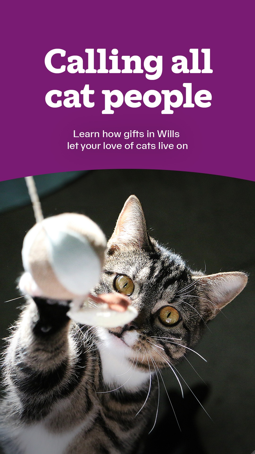 Cats Protection Facebook ad