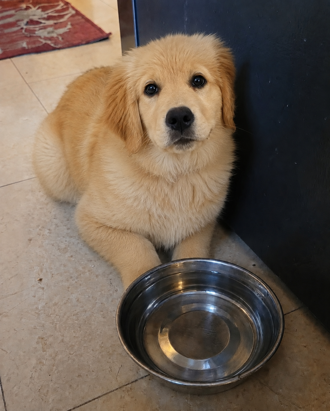 Dog Care Daily Facebook ad: Read If You Have A Dog