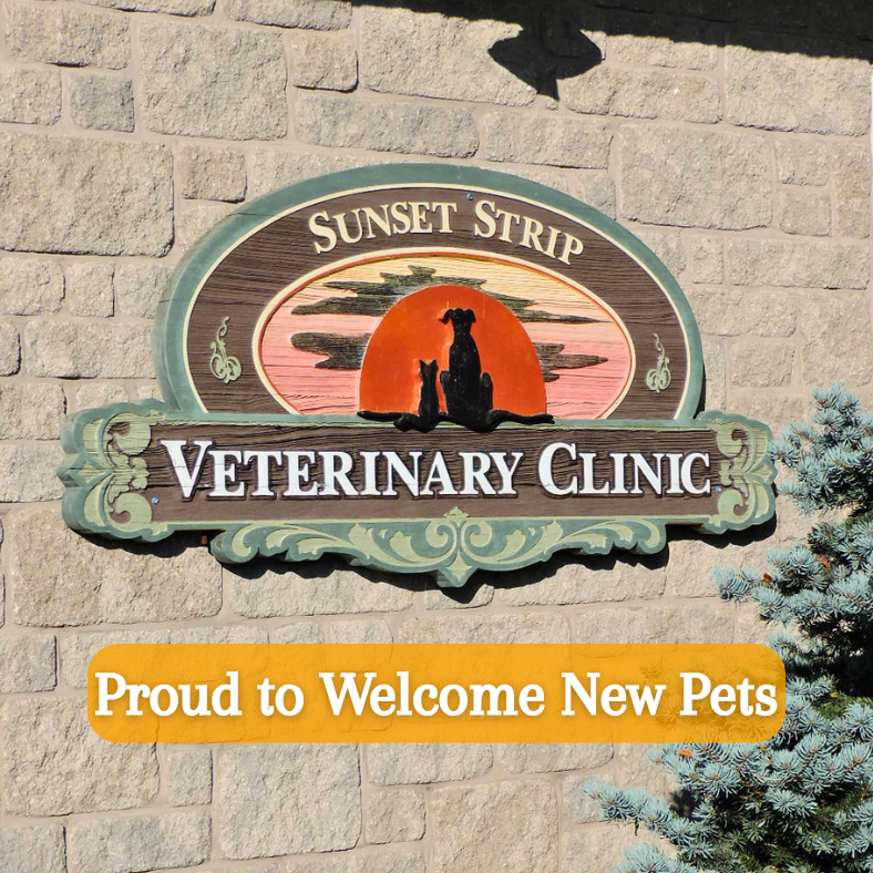 Sunset Strip Veterinary Clinic Facebook ad