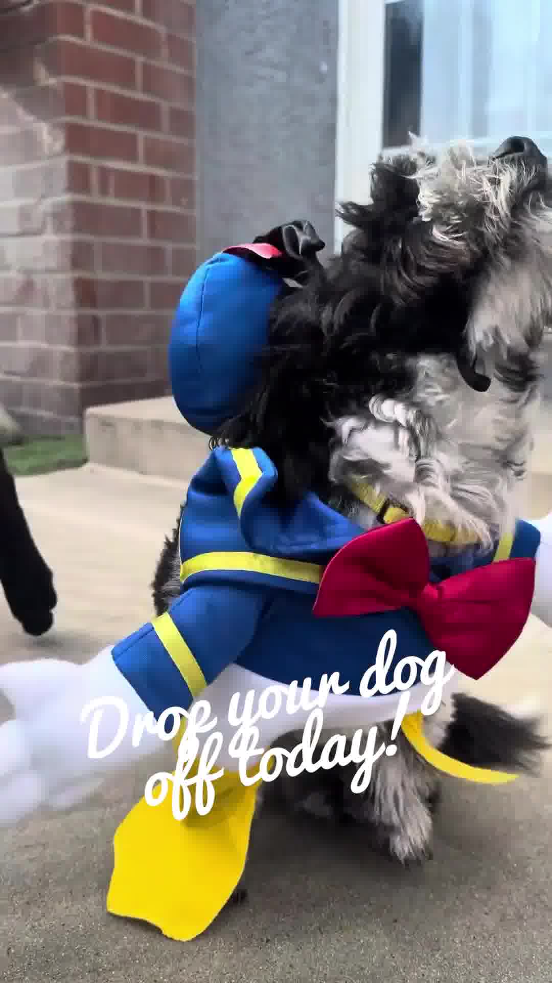 Comfy Home Dog Boarding Facebook ad: Visiting Disneyland? We’ll Take Care of Your Pup!