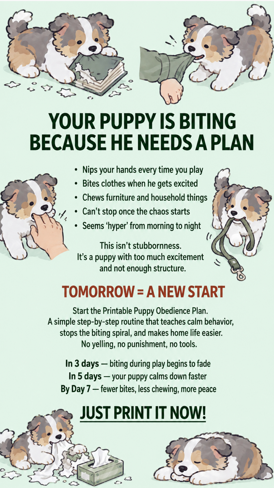 Ben Your Puppy Trainer Facebook ad