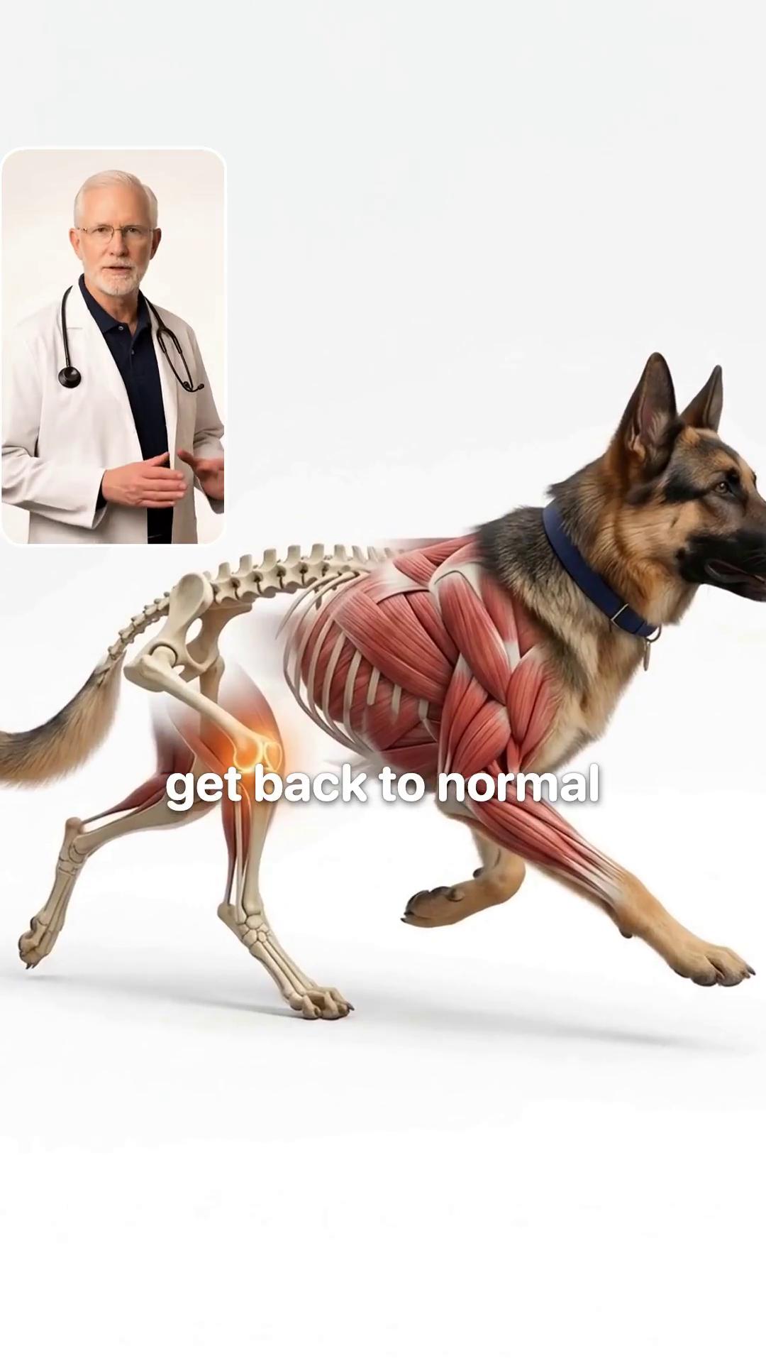 Vet-Recommended Pet Products Facebook ad: The Knee Nobody Operates On
