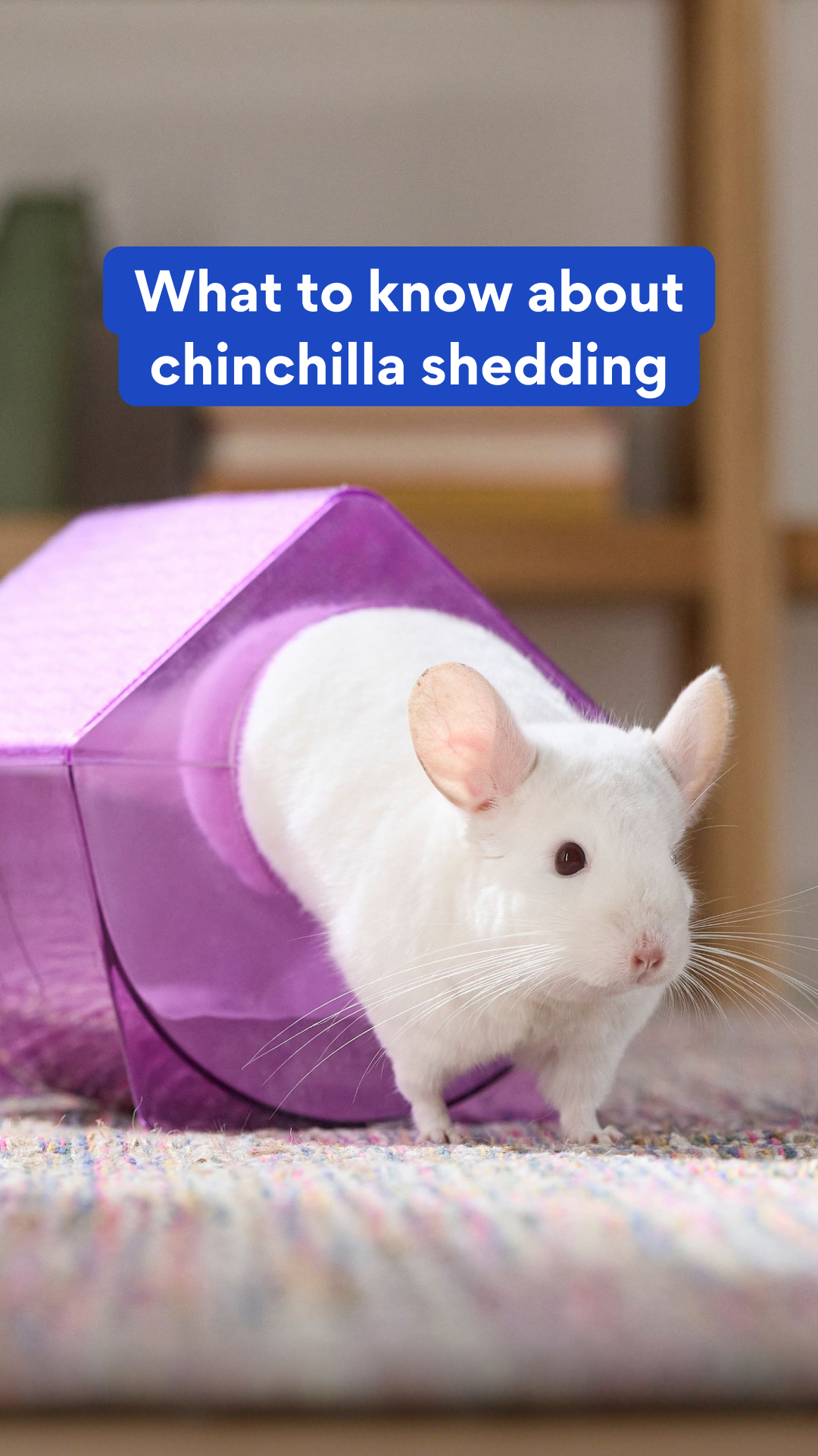 Chewy Facebook ad
