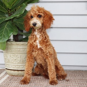 PuppySpot Facebook ad
