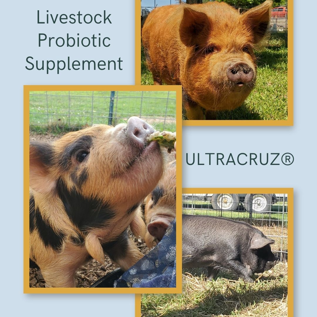 UltraCruz Facebook ad: I switched to 𝑼𝒍𝒕𝒓𝒂𝑪𝒓𝒖𝒛 𝑳𝒊𝒗𝒆𝒔𝒕𝒐𝒄𝒌…