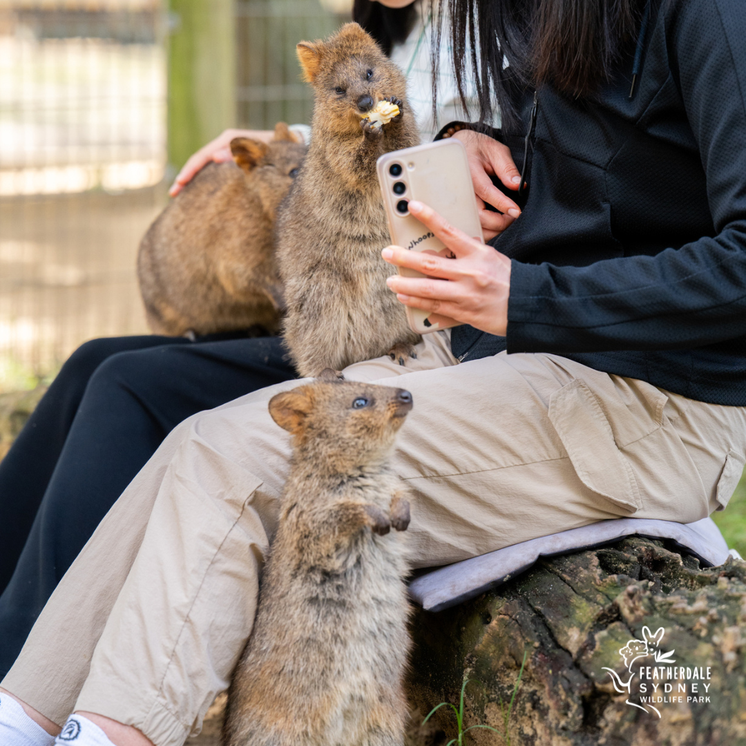Featherdale Sydney Wildlife Park Facebook ad: Get up close and personal with some of…