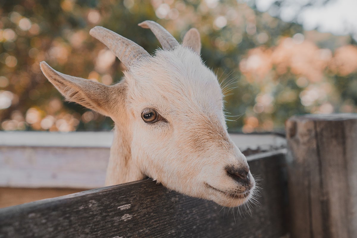 Central Life Sciences - ClariFly Larvicide Facebook ad: Common Fly-Related Health Problems in Sheep & Goats |…