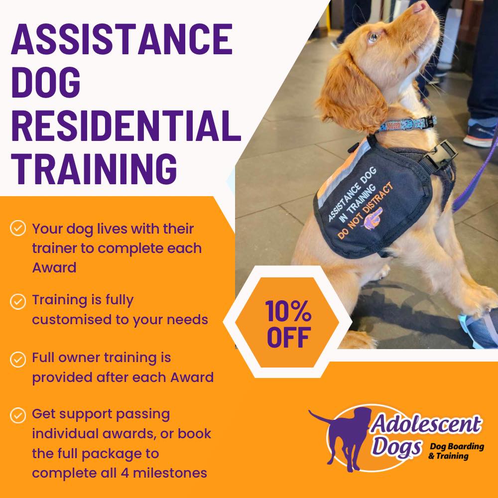 Adolescent Dogs -  Award Winning Dog Training Facebook ad