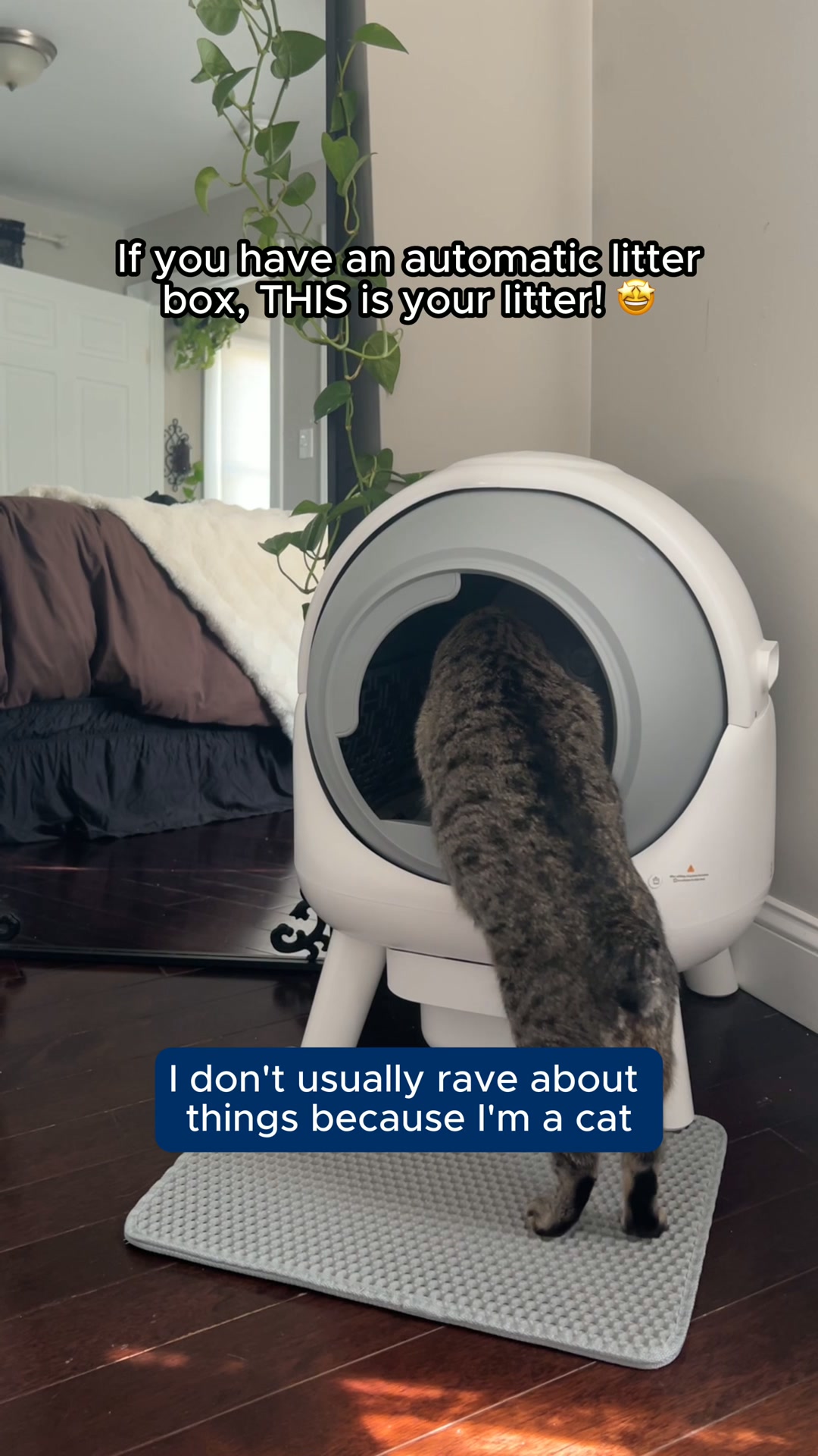 Boxiecat Facebook ad: Stop Clogging Your Automatic Litter Box