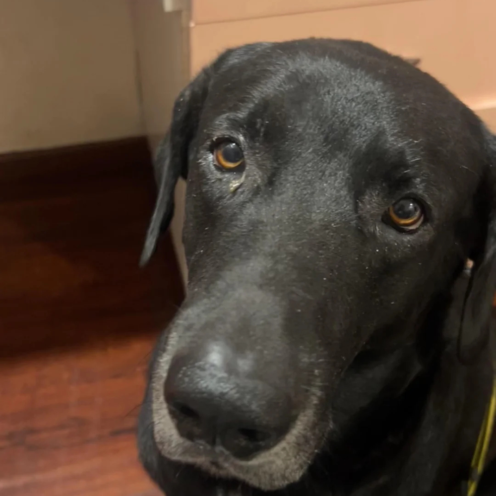 Sharon H. Facebook ad: Read this if your dog won't let you work.