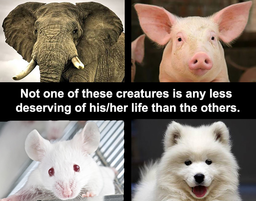Animal Matters Facebook ad