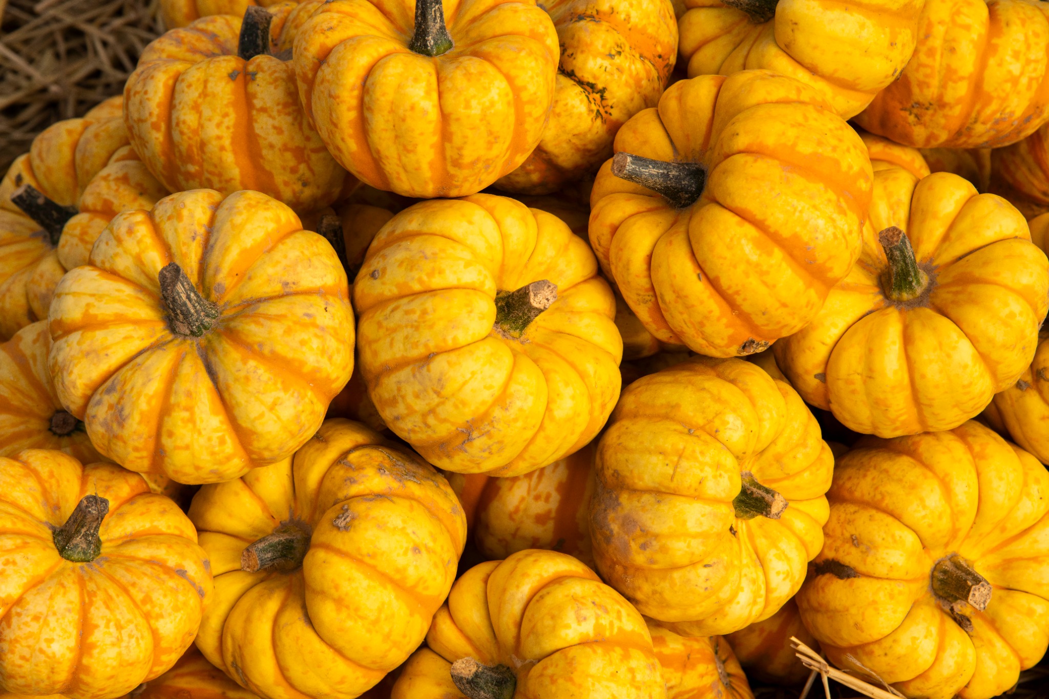 Elsoms Facebook ad: From small carvers to extra-large types, coloured varieties…