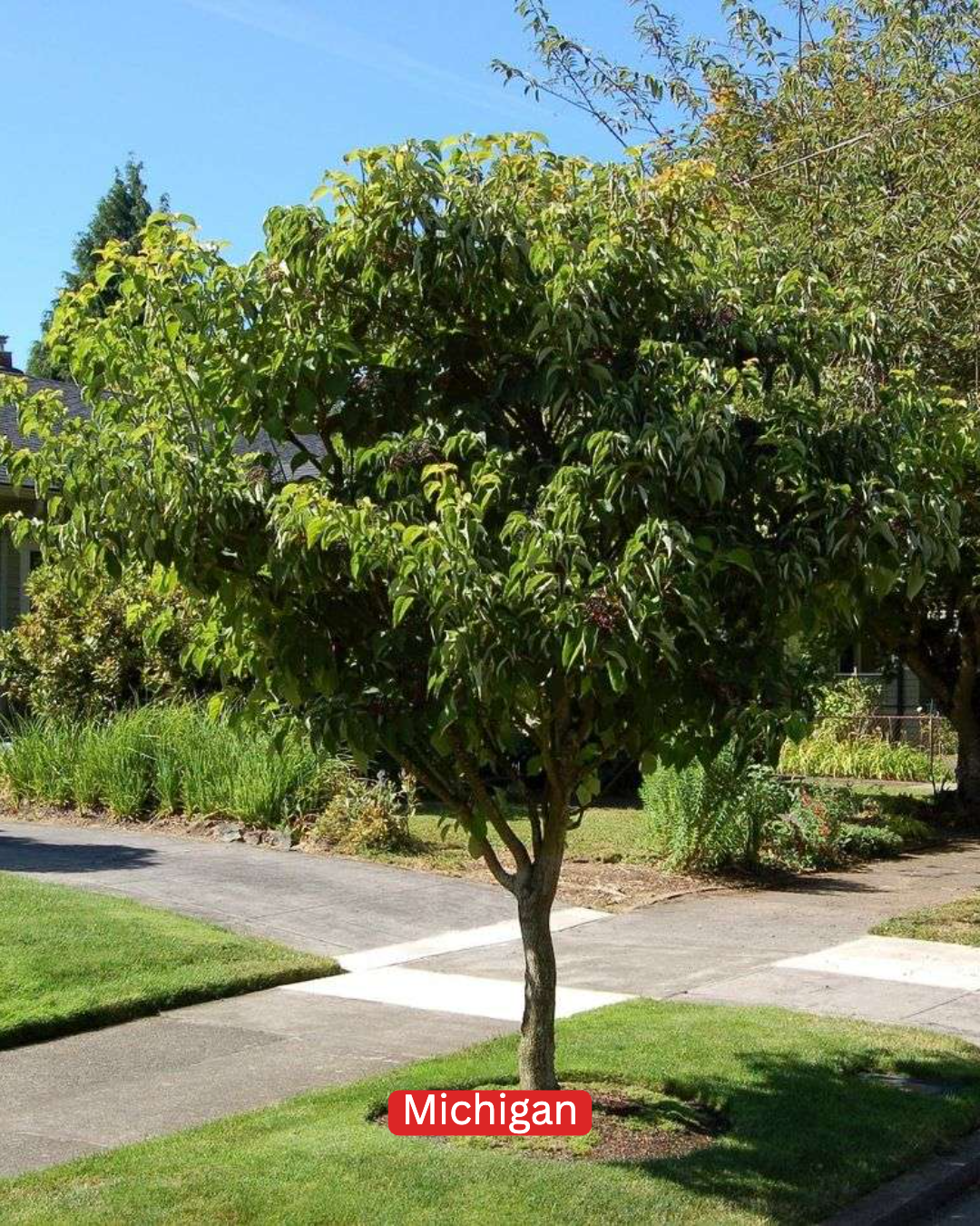 Michigan Gardener Facebook ad: 5 Underused Native Michigan Small Trees That Work In Front…