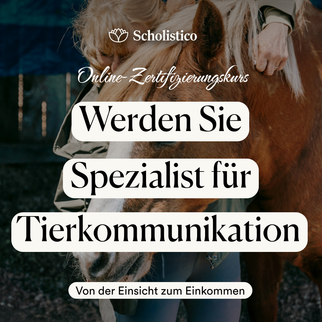 Scholistico Deutsch Facebook ad