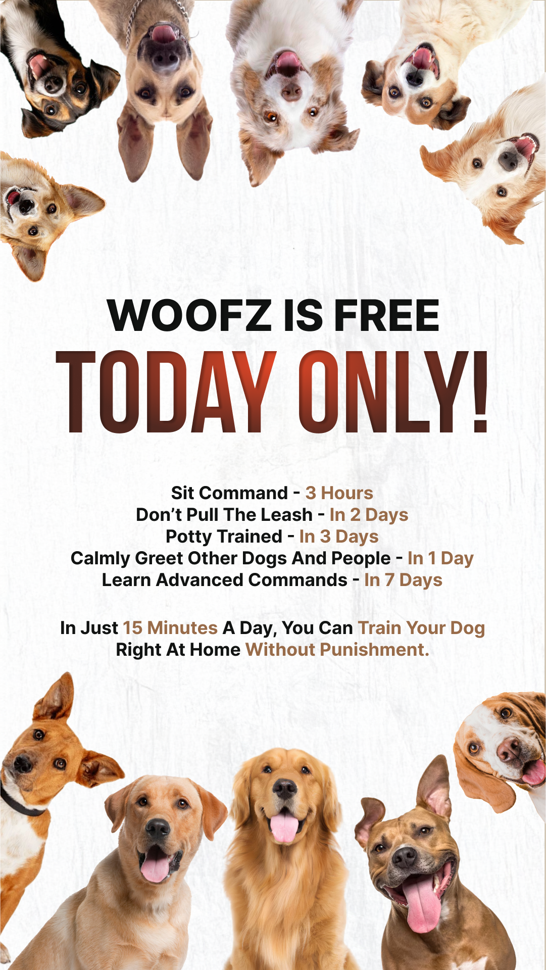 Dog Training Camp Facebook ad