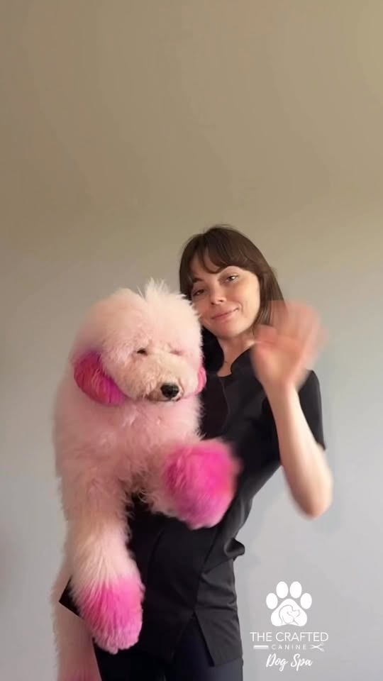 The Crafted Canine Dog Spa Facebook ad: Dog Grooming Minneapolis