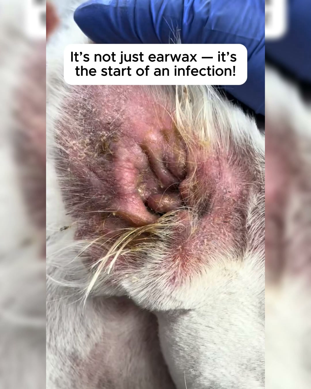 Dr. Max Pet Care Facebook ad: ¿Notas cera en sus oídos?