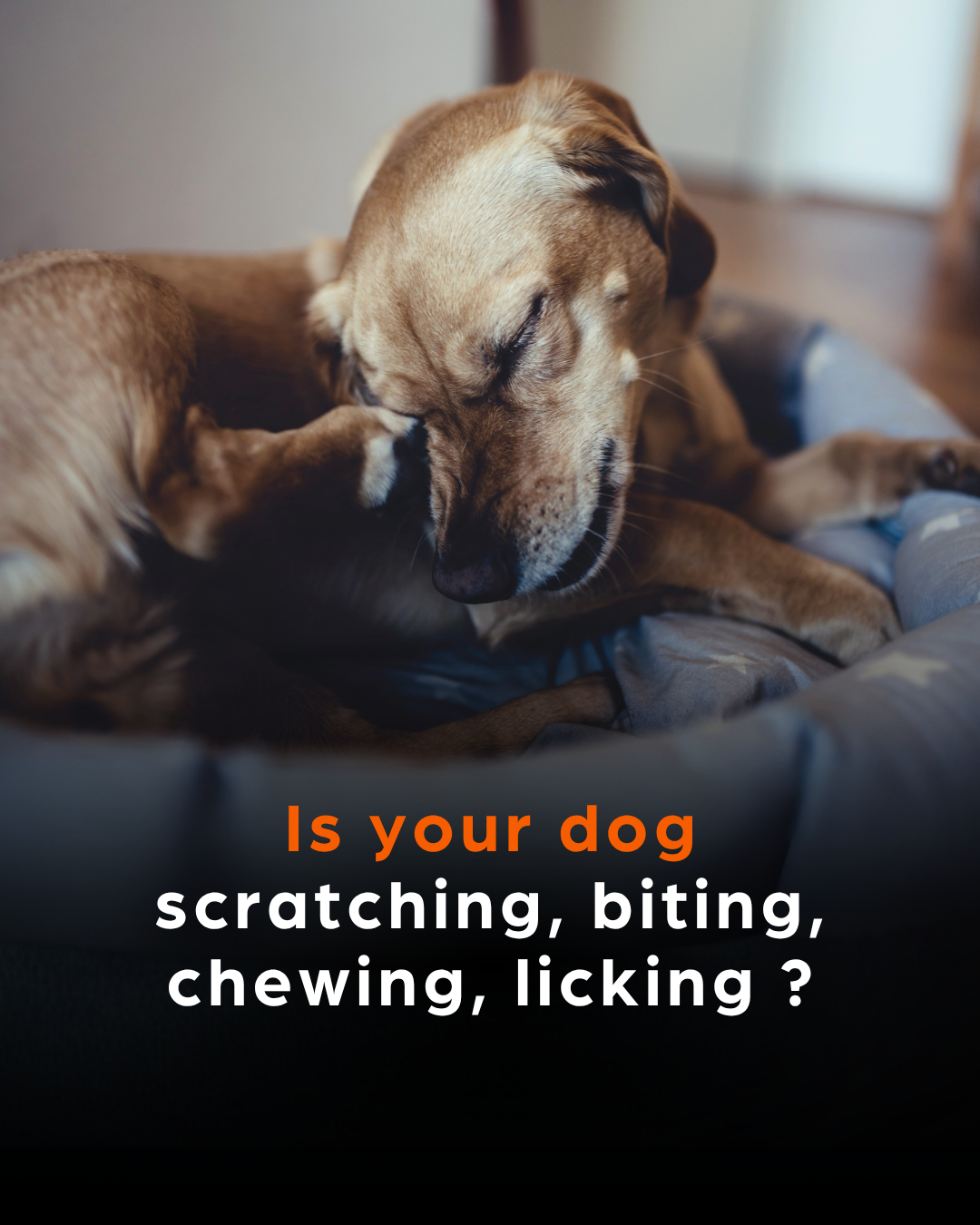 Zoetis Pets Facebook ad: Every dog's skin condition deserves the right treatment.