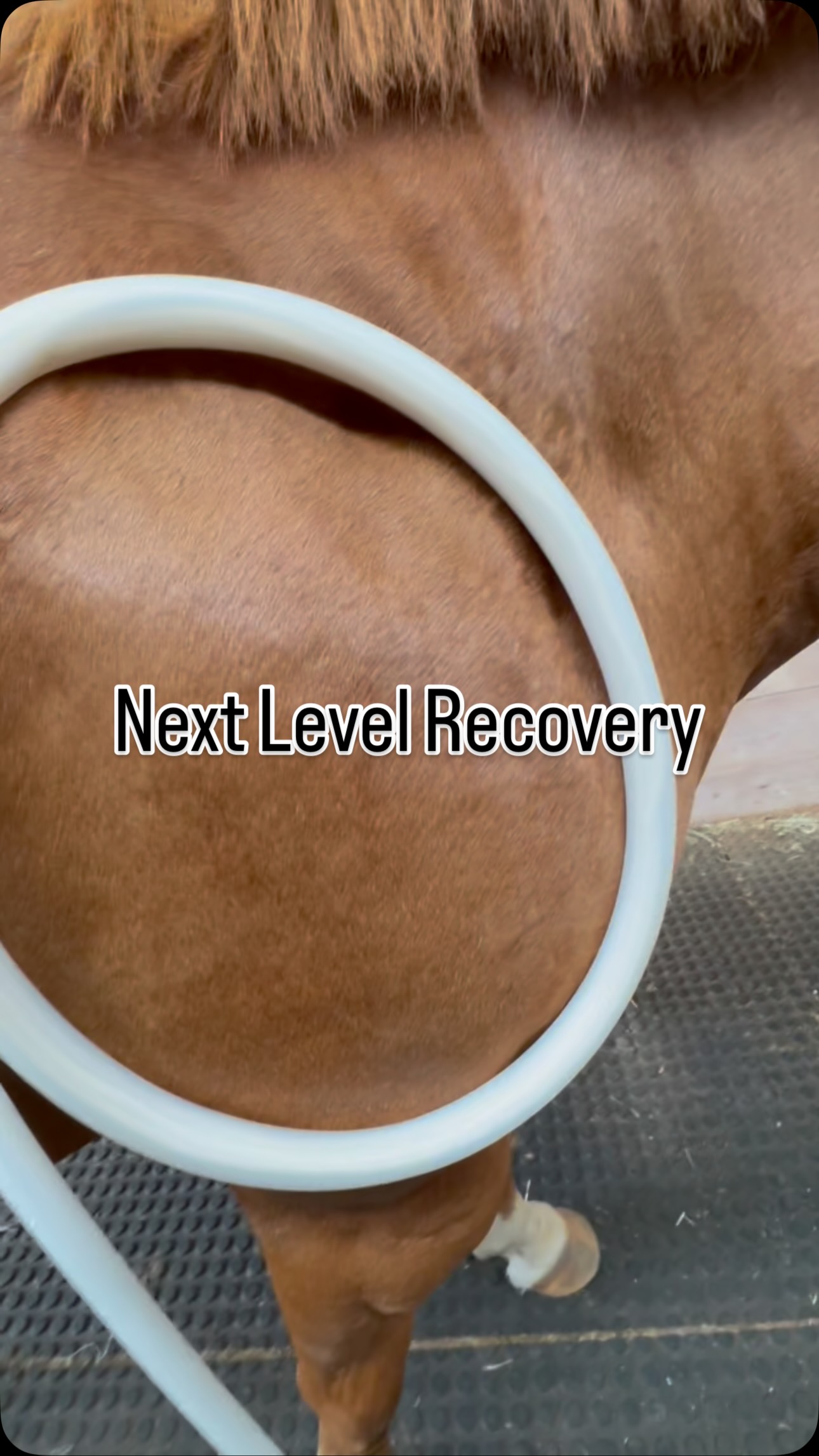 MagnaWave Corporate - Wellness and Pain Relief Facebook ad: Wellness and recovery for your animals has never…
