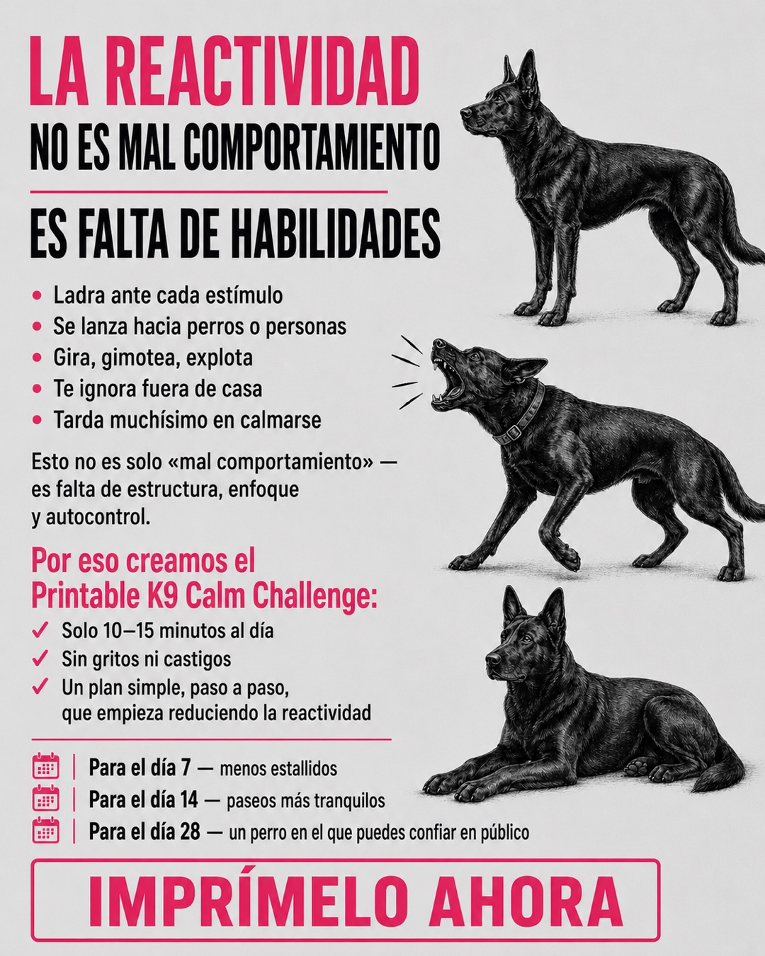 Reactive Dogs Club Facebook ad