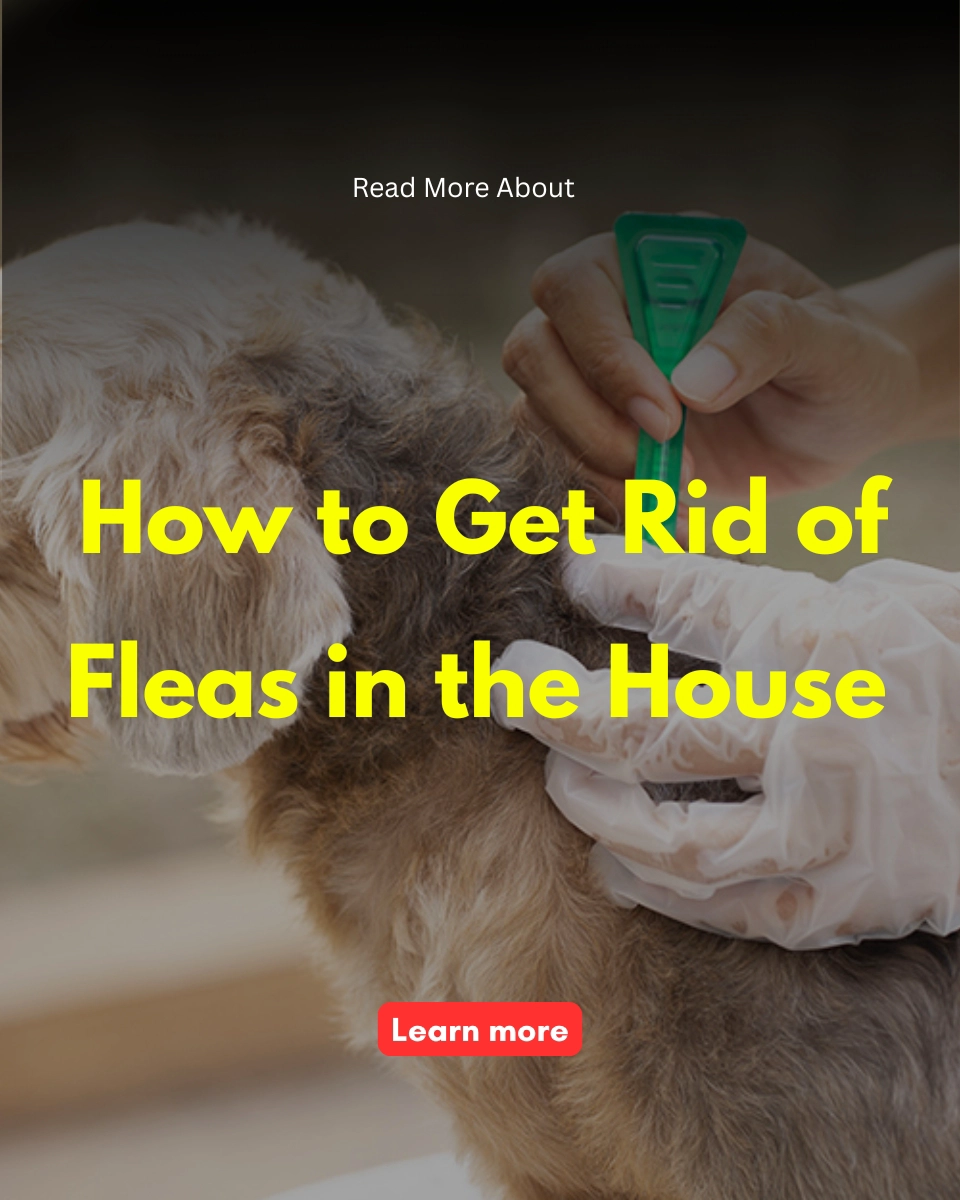 Knowledge Source Daily Facebook ad: Learn more about how to get rid of fleas in the house