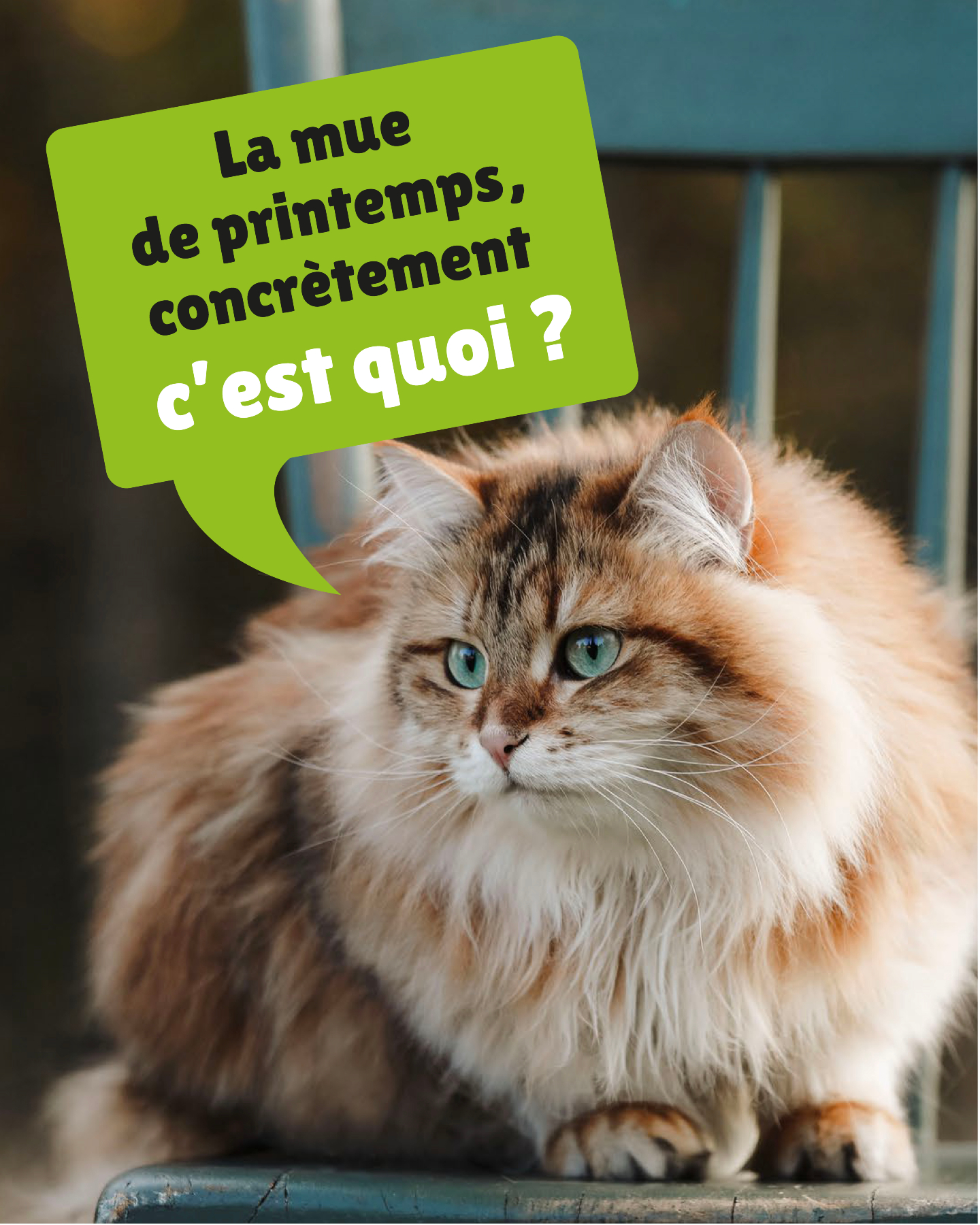 Furminator France Facebook ad: Au printemps, la perte de poils s’intensifie… et…