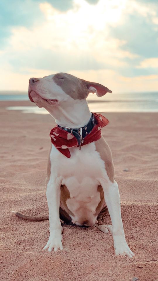 K9 Learning Academy SC Facebook ad