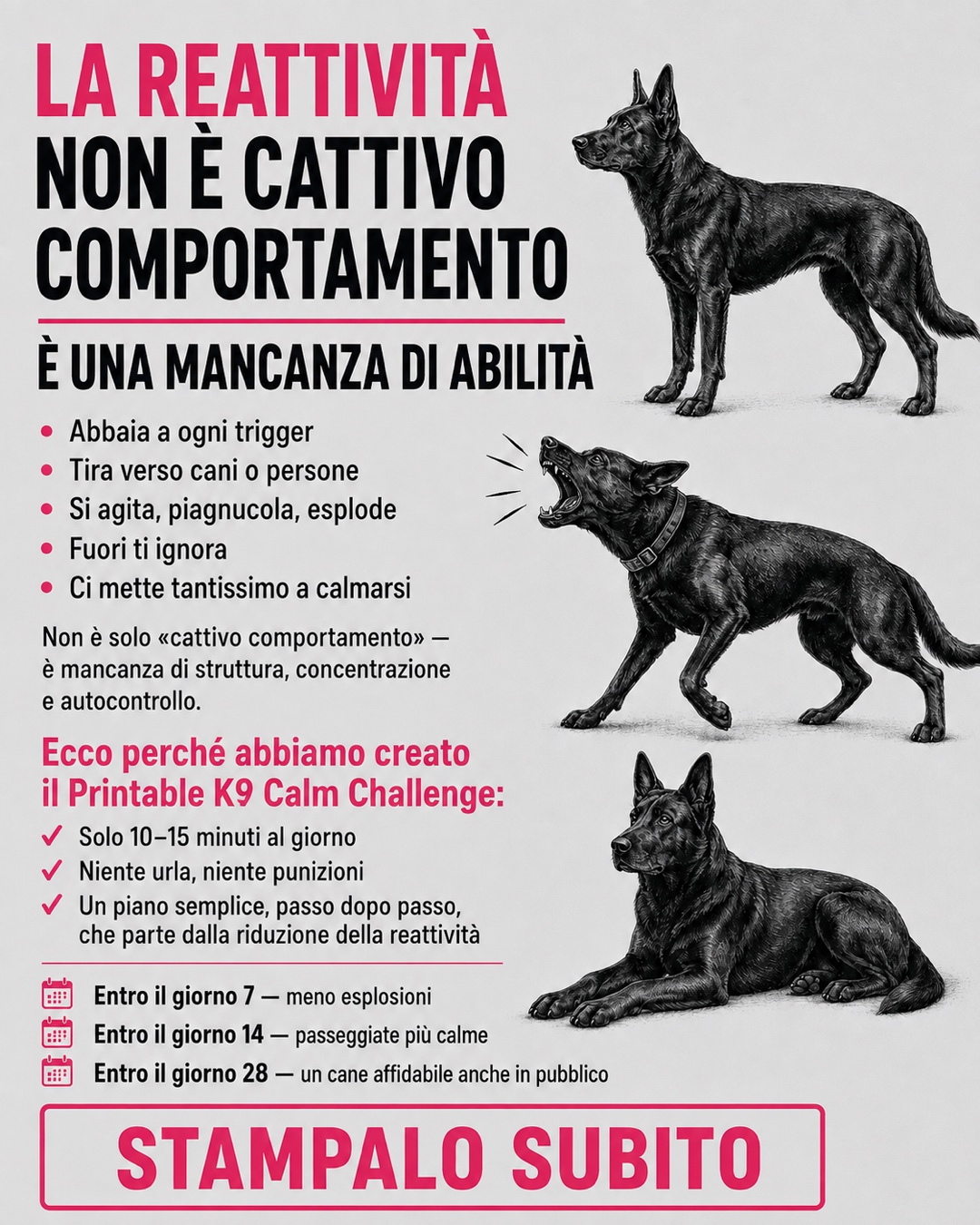 Reactive Dogs Club Facebook ad
