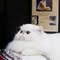 CFA Cat Shows